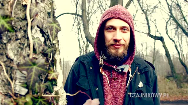 Catuaba - na problemy z erekcją!