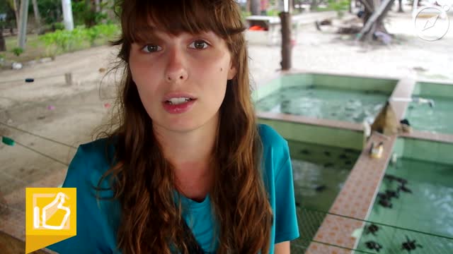 Sanktuarium żółwi na Gili Meno